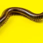 Milpiés: Significado Espiritual y Simbolismo en Diferentes Culturas