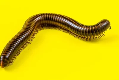 cienpies significado espiritual