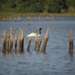 Cisne Espiritual: Significado Espiritual y Simbolismo