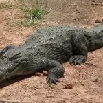 cocodrilo significado espiritual