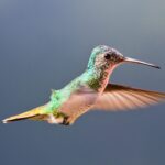 Colibrí: Significado Espiritual y Simbolismo en Diferentes Culturas
