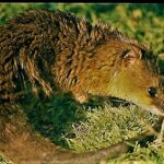 Comadreja Espiritual: Significado y Simbolismo