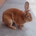 Conejo Espiritual: Significado y Simbolismo