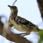 Correcaminos Espiritual: Significado y Simbolismo