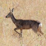 Corzo: Significado Espiritual y Simbolismo