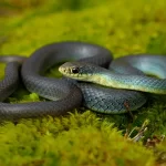 culebra significado espiritual