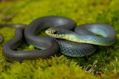 culebra significado espiritual