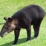 Danta Espiritual: Significado y Simbolismo