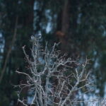 Diuca: Significado Espiritual y Simbolismo en Diferentes Culturas