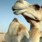 Dromedario: Significado Espiritual y Simbolismo