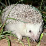 Erizo Espiritual: Significado y Simbolismo