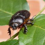 Escarabajo Significado Espiritual: Simbolismo en Diferentes Culturas