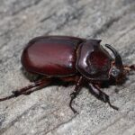 Escarabajo Rinoceronte: Significado Espiritual y Simbolismo en Diferentes Culturas