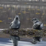 foca significado espiritual