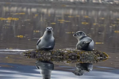foca significado espiritual