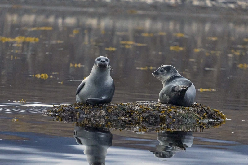 foca significado espiritual