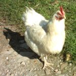 Gallina: Significado Espiritual y Simbolismo