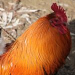 Gallo: Significado Espiritual y Simbolismo