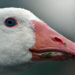 Ganso: Significado Espiritual y Simbolismo