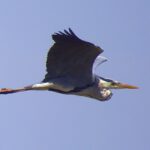 Garza: Significado Espiritual y Simbolismo en Diferentes Culturas