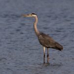 Garza Real: Significado Espiritual y Simbolismo en Diferentes Culturas