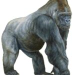 Gorila: Significado Espiritual y Simbolismo