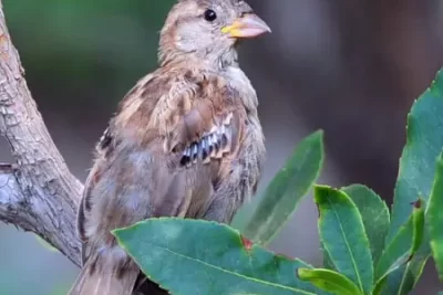 gorrion significado espiritual