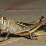 Grillo Significado Espiritual: Simbolismo en Diferentes Culturas