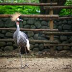 Grulla Significado Espiritual: Simbolismo en Diferentes Culturas