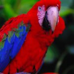 Guacamayo: Significado Espiritual y Simbolismo en Diferentes Culturas