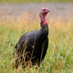 Guajolote: Significado Espiritual y Simbolismo en Diferentes Culturas