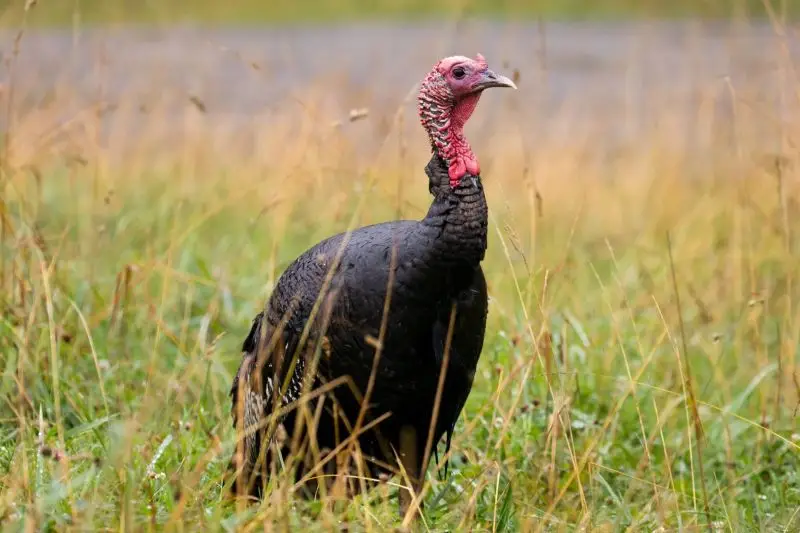 guajolote significado espiritual