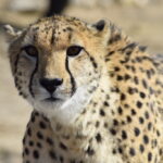 Guepardo: Significado Espiritual y Simbolismo