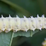 Gusano de Seda: Significado Espiritual y Simbolismo