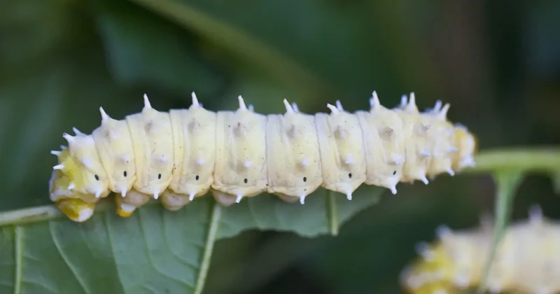 gusano de seda significado espiritual