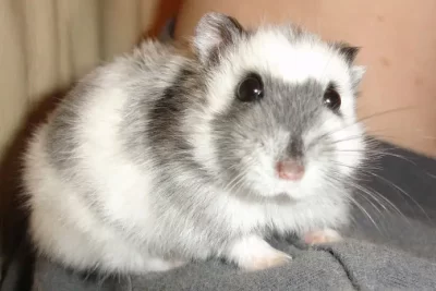 hamster significado espiritual