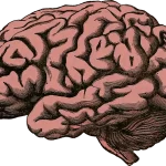 hipocampo significado espiritual