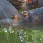 Hipopótamo: Significado Espiritual y Simbolismo