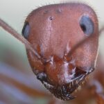 Hormiga Significado Espiritual: Simbolismo en Diferentes Culturas