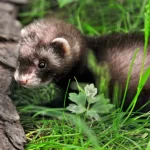 Hurón: Significado Espiritual y Simbolismo