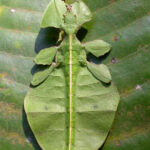 Insecto Hoja: Significado Espiritual y Simbolismo en Diferentes Culturas