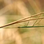 Insecto Palo: Significado Espiritual y Simbolismo en Diferentes Culturas