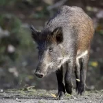 Jabalí: Significado Espiritual y Simbolismo