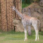 Jirafa: Significado Espiritual y Simbolismo