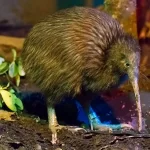 Kiwi: Significado Espiritual y Simbolismo en Diferentes Culturas