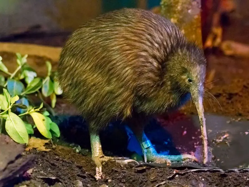 kiwi significado espiritual