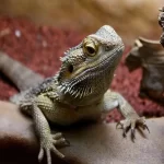 lagarto significado espiritual