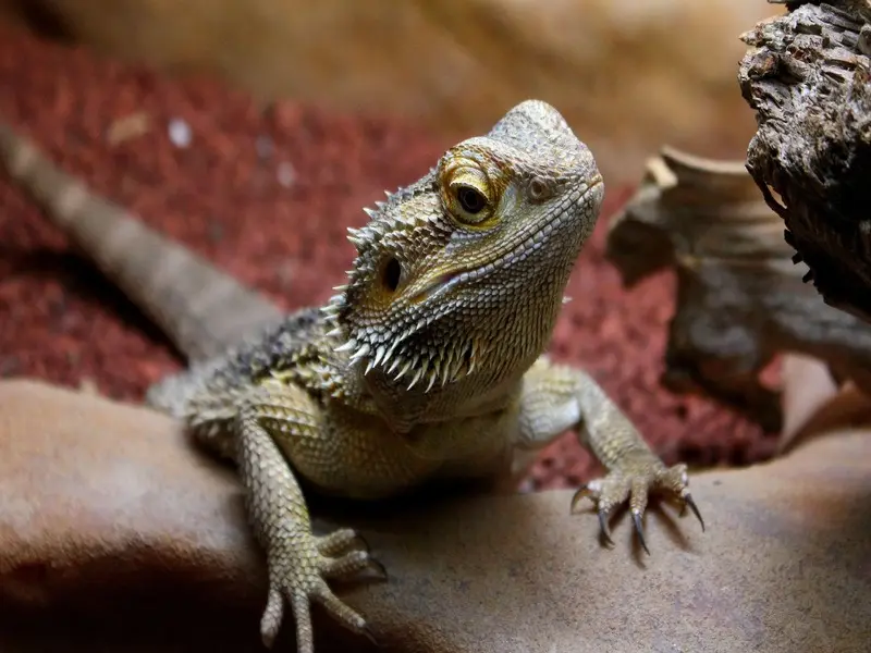 lagarto significado espiritual