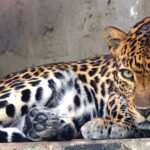 Leopardo: Significado Espiritual y Simbolismo