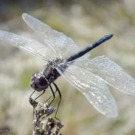 Libélula Significado Espiritual: Simbolismo y Significado en Diferentes Culturas